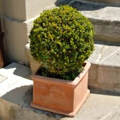 Titan Boxwood Shrub -Plant Sales Store Boxwood Titan 6