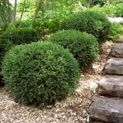 Wintergreen Boxwood Shrub -Plant Sales Store Boxwood Wintergreen 2
