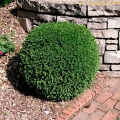 Wintergreen Boxwood Shrub -Plant Sales Store Boxwood Wintergreen 3