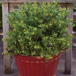 Bushel And Berry® Blueberry Glaze™ Blueberry Bush -Plant Sales Store BrazelBerries Blueberry Glaze Blueberry 2 450w