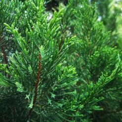 Brodie Eastern Red Cedar Tree -Plant Sales Store Broadie Eastern Red Cedar 1 FGT