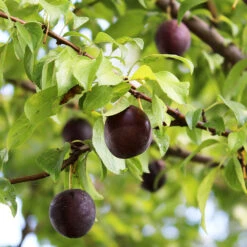 Burgundy Plum Tree -Plant Sales Store Burgundy Plum 1