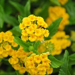 Chapel Hill Yellow Lantana -Plant Sales Store CHapel Hill gold lantana 1