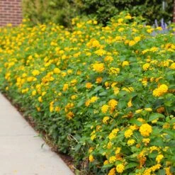 New Gold Lantana 7 New Gold Lantana -Plant Sales Store CHapel Hill gold lantana 4