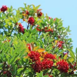 Chindo Sweet Viburnum Shrub 7 Chindo Sweet Viburnum Shrub -Plant Sales Store CHindo Viburnum 1