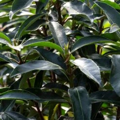 Chindo Sweet Viburnum Shrub 8 Chindo Sweet Viburnum Shrub -Plant Sales Store CHindo Viburnum 3