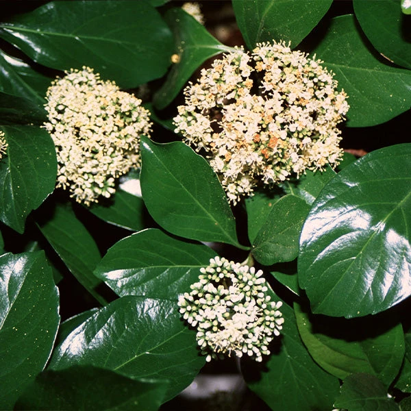 Chindo Sweet Viburnum Shrub 1 Chindo Sweet Viburnum Shrub