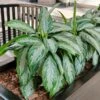 Green Chinese Evergreen Plant