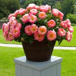 Coral Charm Peony -Plant Sales Store COral Charm Peony 1