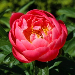 Coral Charm Peony -Plant Sales Store COral Charm Peony 3 FGT