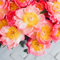 Coral Charm Peony -Plant Sales Store COral Charm Peony 6 FGT