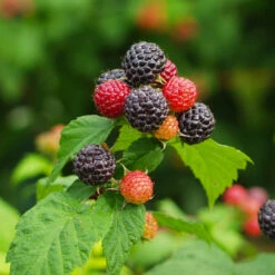 Cumberland Black Raspberry - USDA Organic -Plant Sales Store CUmberland Black RAspberry 1 FGT e255f3ce a3d5 41e6 b284 ffd98b9d3b34