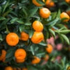Calamondin Bush