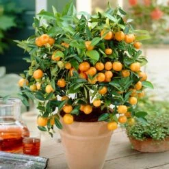 Calamondin Bush -Plant Sales Store Calamondin Bush 1