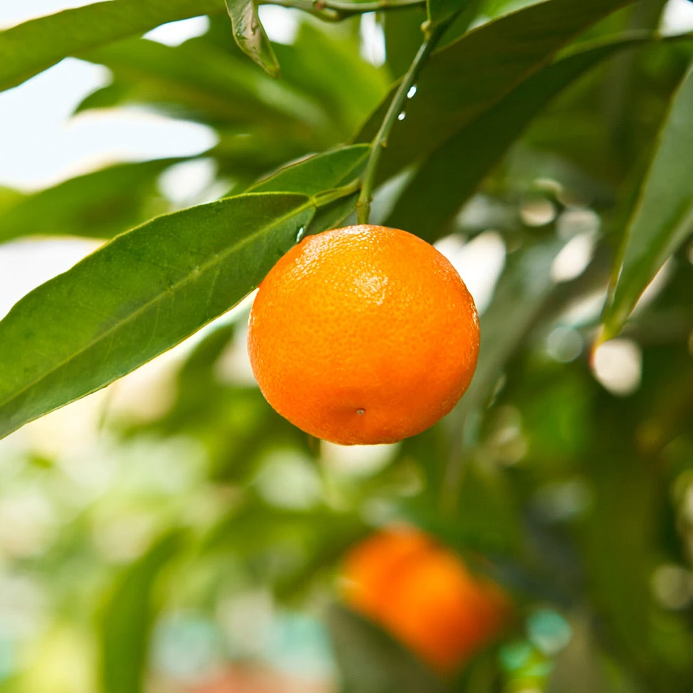 California Honey Mandarin Tree 3 California Honey Mandarin Tree - Image 3