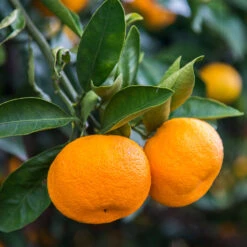 Calamondin Tree -Plant Sales Store Calomondin 4 BB 86a33d74 f6d8 4d96 be1b 5a213babf3c2