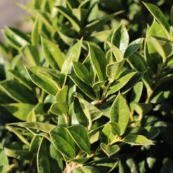 Carissa Holly -Plant Sales Store Carissa Holly 2