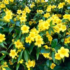 Carolina Jasmine 6 Carolina Jasmine -Plant Sales Store Carolina Jessamine Yellow Jasmine 1 FGT