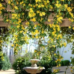 Plant Sales Store -Plant Sales Store Carolina Jessamine Yellow Jasmine 6 FGT
