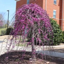 Cascading Hearts Redbud Tree 7 Cascading Hearts Redbud Tree -Plant Sales Store CascadingHEarts Redbud 4