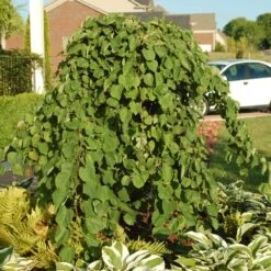 Cascading Hearts Redbud Tree 8 Cascading Hearts Redbud Tree -Plant Sales Store Cascading Hearts Redbud 2