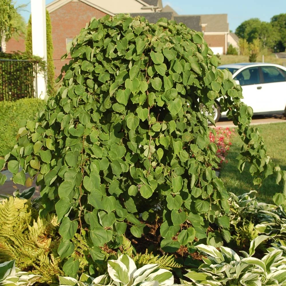 Cascading Hearts Redbud Tree 4 Cascading Hearts Redbud Tree - Image 4