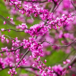 Cascading Hearts Redbud Tree 9 Cascading Hearts Redbud Tree -Plant Sales Store Cascading Hearts Redbud 3