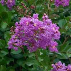 Catawba Crape Myrtle Tree -Plant Sales Store Catawba Crape Myrtle 1 FGT
