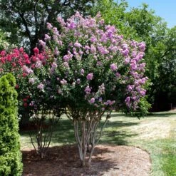 Catawba Crape Myrtle Tree -Plant Sales Store Catawba Crape Myrtle 4 FGT