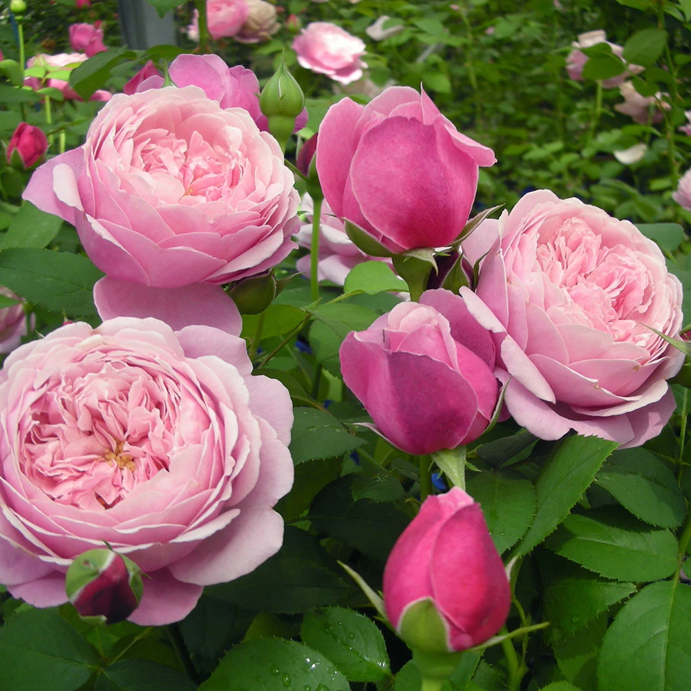 Cathedral Bells Rose 2 Cathedral Bells Rose - Image 2