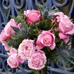 Cathedral Bells Rose 6 Cathedral Bells Rose -Plant Sales Store Cathedral Bells Rose Tree 2