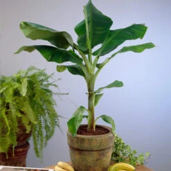 Smoothie Kit -Plant Sales Store Cavendish Banana 4 d5d43398 d2c2 4a90 8865 0f7abee58540
