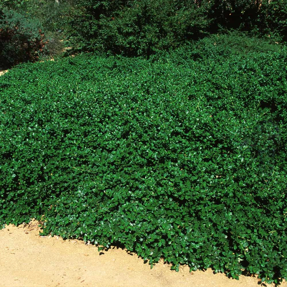 Yankee Point California Lilac 4 Yankee Point California Lilac - Image 4