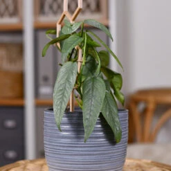 Cebu Blue Pothos -Plant Sales Store Cebu Blue Pothos 3