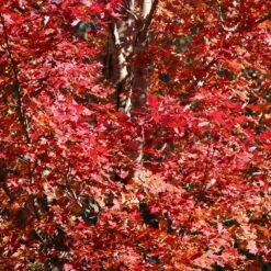 Celebration Maple Tree 7 Celebration Maple Tree -Plant Sales Store Celebration Maple 2 FGT