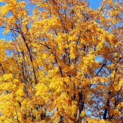 Chandler Walnut Tree -Plant Sales Store Chandler Walnut 1