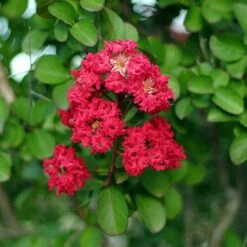 Cherokee Crape Myrtle -Plant Sales Store Cherokee Crape Myrtle Closeup D1 450