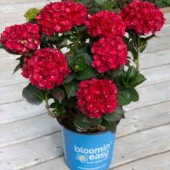 Cherry-Go-Round™ Hydrangea -Plant Sales Store Cherry Go Round Hydrangea 1