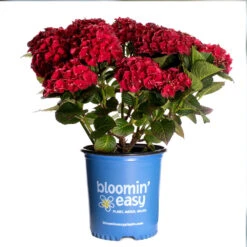 Cherry-Go-Round™ Hydrangea -Plant Sales Store Cherry Go Round Hydrangea 3