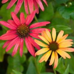 Cheyenne Spirit Echinacea (Coneflower) -Plant Sales Store Cheyenne SPirit Coneflower 4