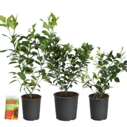 All-in-One Citrus Starter Kit 5 All-in-One Citrus Starter Kit -Plant Sales Store Citrus Starter Kit 2