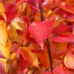 Cleveland Pear Tree 10 Cleveland Pear Tree -Plant Sales Store Cleveland Pear 9 FGT