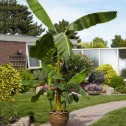 Cold Hardy Banana Tree -Plant Sales Store Cold Hardy Banana Tree 1