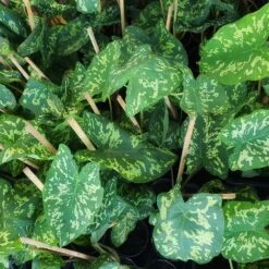 Colocasia 'Hilo Beauty' -Plant Sales Store Colocasia Hilo beauty 2