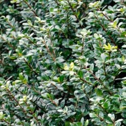 Compacta Japanese Holly Shrub -Plant Sales Store Compacta Holly 2