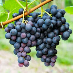 Concord Grape 7 Concord Grape -Plant Sales Store Concord Grape 1 FGT