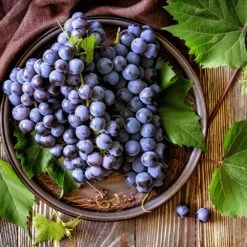 Concord Grape 8 Concord Grape -Plant Sales Store Concord Grape 6 FGT