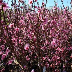 Contender Peach Tree 6 Contender Peach Tree -Plant Sales Store Contender Peach Tree 3