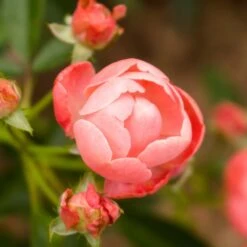 Coral Knock Out® Rose Shrub 7 Coral Knock Out® Rose Shrub -Plant Sales Store Coral Knockout Rose 2 FGT