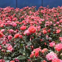 Coral Knock Out® Rose Shrub 6 Coral Knock Out® Rose Shrub -Plant Sales Store Coral Knockout Rose 3 FGT